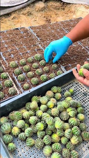 Harvesting & Propagating Cactus: Full Farm Tutorial