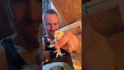 I moved our baby chicks to the coop! 🐥