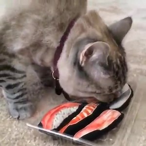 201K views · 3.2K reactions | I love sushi! Sushi catnip toys available online www.nalacat.com | Nala_cat | Facebook