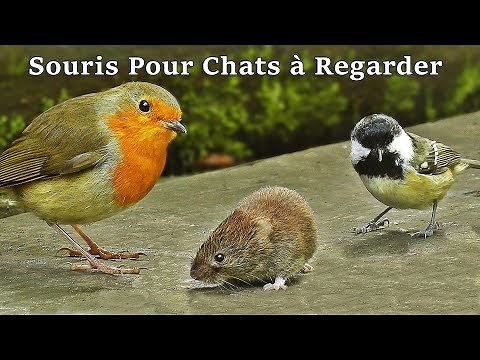 Vidéos Pour Chats à Regarder Souris ~ Souris Pour Chat - Vidéo Pour Les Chats à Regarder Souris