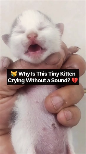😿Why Is This Tiny Kitten Crying Without a Sound?💔 #cat #kitten #catblogger #kittencuddles #lovelycat