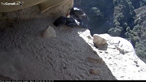 5.6K views · 353 reactions | ✈️ This condor mom confidently swoops into her nesting cavity for a feeding visit. Condors are masterful soarers that rarely flap their wings. They have a solid, heavy appearance in the air, and don’t get buffeted by the wind in the way that smaller soaring birds do. Watch LIVE at AllAboutBirds.org/Condors | Bird Cams | Facebook