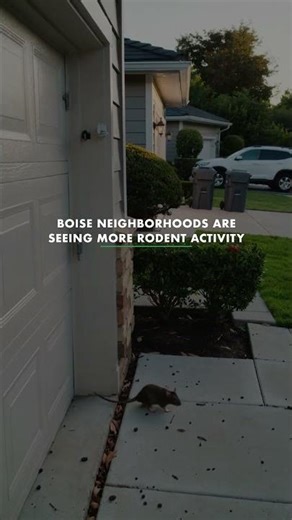 Rodent Problems in Boise, ID