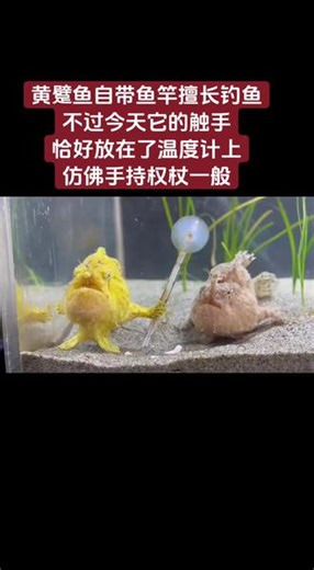 这是一条 #黄躄鱼（Antennarius hispidus），也常被称为 五脚虎 或 毛躄鱼。 它是一种非常神奇的海洋鱼类，以其独特的“钓鱼”技能和酷似青蛙的外表而闻名。 🔍 它的有趣特征： 自带“鱼竿”：它头顶有一根细长的 吻触手（Esca），末端有一个像饵球的结构，这是它用来引诱猎物的“鱼竿”。它会通过摆动这个“诱饵”吸引小鱼靠近。 能“走路”的鱼：它的胸鳍和腹鳍进化得像腿一