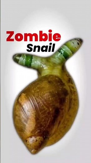 Leucochloridium parasite😨