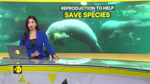 Captive breeding impacts chances of survival in the wild