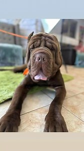 Meet Rocky – The Resilient Neapolitan Mastiff! Rocky is a stunning mahogany-colored Neapolitan Mastiff with a heart as big as his paws! Rescued from a neglectful situation, Rocky has truly blossomed in care and is now thriving. He has discovered the joy of toys, daily walks, and, most of all, rolling around on the ground while soaking up affection. This gentle giant does well with calm canine companions and, due to his breed, we prefer a home with a female dog. He is best suited for a home with 