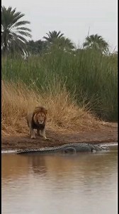 Witness the raw power of Africa’s apex predator — captured in pure, unedited reality.** On the banks of a muddy African river, a massive male lion emerges from the tall grass — silent, focused, deadly. In one explosive leap, he dives into the water, targeting a giant crocodile lurking beneath the surface. What follows is a brutal, visceral struggle — teeth, claws, mud, and water flying. This is **not Hollywood**. This is **real wildlife** — no slow motion, no music, no filters. Just nature as it