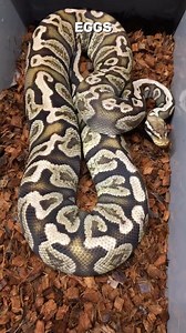 A Day In The Life Of A Snake Breeder #shorts #snakes #ballpython #ballpythons #ballpythonsofinstagram #snakebreeder #ballpythonbreeder #fyp #fypシ | Rodents & Royals