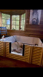 2.4K views · 127 reactions | Fairfax Pines Labrador Retrievers on Reels | Facebook