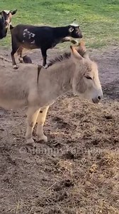 338K views · 10K reactions | Have you ever seen a donkey do goat yoga? Well now you have! #goats #goatyoga #donkey #donkeyoftheday #ThankAFarmer #FarmLife #babygoat #goatsofinstagram #agtok #farmtok #minidonkey Repost via TikTok mommyfarmer | RFD-TV | Facebook