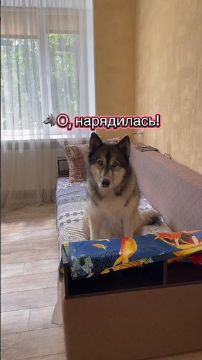 Пёс устал от моих походов за хлебом 🍞😂 #собака #семья #животные