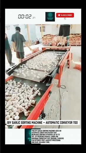 DIY Garlic Sorting Machine – Automatic Conveyor Tool