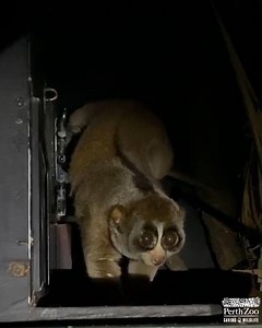 10K views · 666 reactions | More Zoo for you! 拾 From Saturday, the Nocturnal House and Australian Reptile Encounter will be open! Creep in and say hello to your favourite animals! 驪 ⠀ ⠀ Full details: https://bit.ly/2XcQtud | Perth Zoo | Facebook