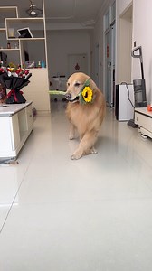 The most distinguished gentleman you’ll ever see 🌹🥹 | The Animal World