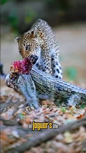 jaguar hunting alligator crocodile #animals