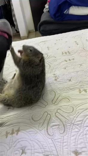 Extraño jugar con mi pipi 😭#pipi_la_ardilla #paratii #ardillitas🐿