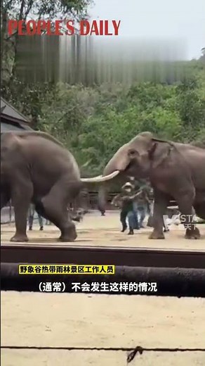 Two angry elephants got into a fight in China's Yunnan