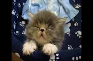 Top 10 sleepy animals.