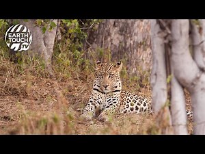 Young leopard launches attack on baby monkey