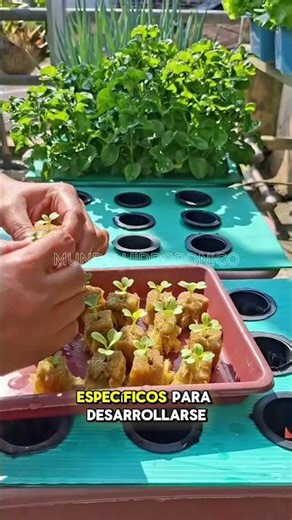 Learn to grow your own food 🍅🥬 in your own hydroponic garden at home #Hydroponics