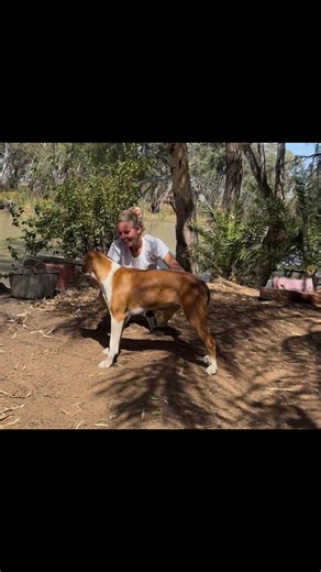 And just like that, she’s gone. Adored already. See ya on the other side one day girl, you’ve been such a pleasure to raise - my Reason for breeding. You are a rare gift from your father and I cannot wait for you to show your new owner what an amazing Boof you are. Do your father and I proud darling. I love you, we all miss you already and be safe out on the battle field, my love. 🙏♥️ —- The biggest green flag for me, is when the new owners pull up in a dual cab 79 to pick up their new dog 🥹 m