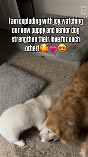 Macy, Victor, Lilah & Samson🐾 on Instagram: "I’m exploding with joy watching our new puppy and senior dog strengthen their love for each other! 🥰🩷😍#newpuppy #goldenretriever #seniordog #puppylove #puppylife"