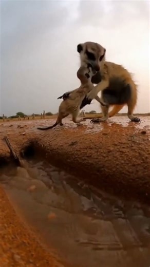 Meerkat Rescue: A Wet, Breathless Pull to Safety #Wildlife #NG