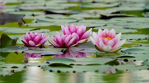 Flower, Water Lilies, Lake. Free Stock Video
