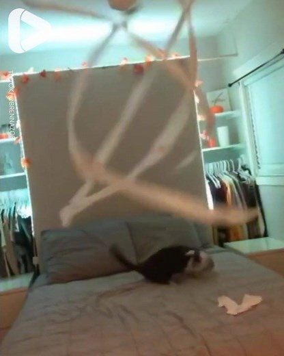 492K views · 5K reactions | How to keep your cat entertained for hours!  | IGV | Facebook