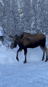 Those are some of the squeakiest hoofs I have ever heard. 😆 this moose won’t be sneaking up on anyone. #alaska #alaskalife #moose #mooseontheloose #jcsolbergphotography #alaskaphotography #alaskaphotographer #wildlifevideography #wildifephotography #wildlifephotographer #youneedalaska #sharingalaska #shotoniohone | Alaskan Adventures And More