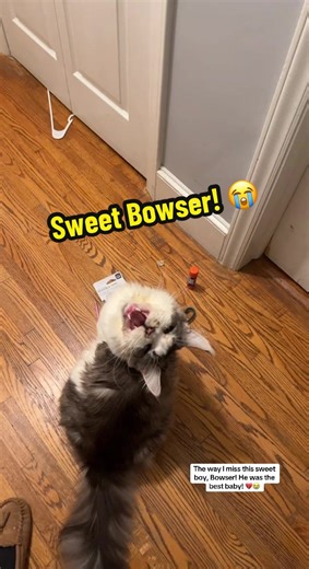 Bowser is the reason I fell in love with maine coon cats! He was the best baby, EVER! Also, the Christmas decorations I did were so cute! #bowser #mainecoonsoftiktok #bestcatever #christmasdecor #inlovingmemory
