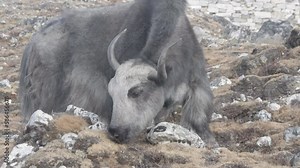 Big grey and white male yak licking moss on the way to Everest Base camp, Nepal.