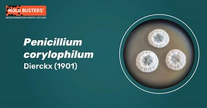 Penicillium corylophilum - Health Effects, Toxicity and Treatment