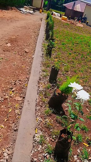 Grass planting and retaining wall | Grafa landscaping