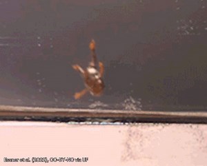 71K views · 550 reactions | POOR LITTLE GUYS! These tiny Brazilian forest frogs are adorable — and they're also really bad at the most basic frog maneuver: jumping. Or more specifically, sticking the landing  (Don't worry, they're OK, according to scientists.) Here's why they just can't seem to land upright: https://bit.ly/3n3GN1m | FOX 13 News - Tampa Bay | Facebook
