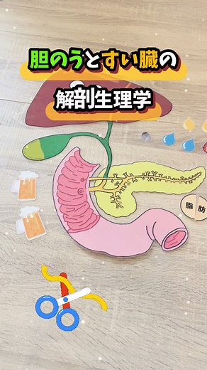 胆のうとすい臓の解剖生理学を楽しく学ぼう