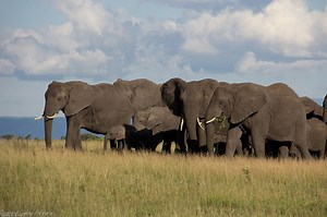 A family affair: Traveling with the kids in Africa