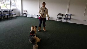 3.7K views · 115 reactions | 8m old GSD Mac who is little nervous of new things. He has made a huge turnaround in a couple of weeks, and is now a far more confident dog. Here we are playing tug in a controlled manner in order to build his confidence and lifeskills further. | Glasgow Dog Trainer and Behaviour Consultant | Facebook