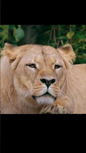 Sound of LION Roaring