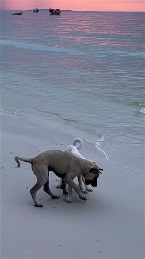 Want to have time like these dogs 🐶😂😂#dog #funny #dogshorts #sea #funniestvideo #funnymoment