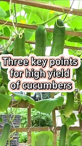 garden #gardening #plants #plant #gardeningtips #gardening101 #planting #farming #cucumber #farming #agriculture #planting #PlantingSeason #farmer Farmer Dean | Farmer Dean