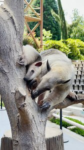 10K reactions · 3.2K shares | Meet Liana the growing tamandua pup for...