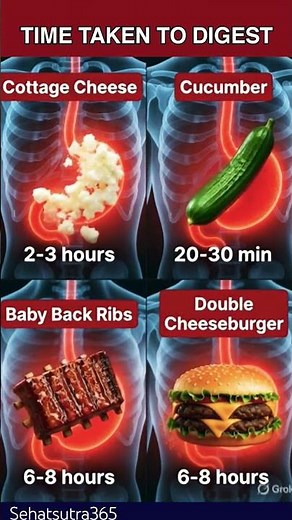 Digestion Time Explained | How Common Foods Fast Move Through Your Body