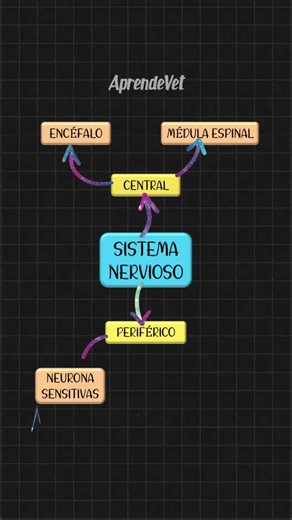 Clasificación anatómica del SISTEMA NERVIOSO #memotivo #memorizar #studymotivation #resumen