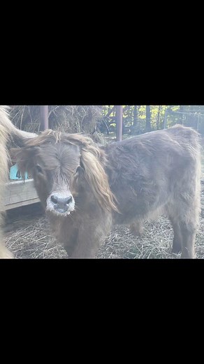 #highland bull Nash | Bee the Sunshine Farm
