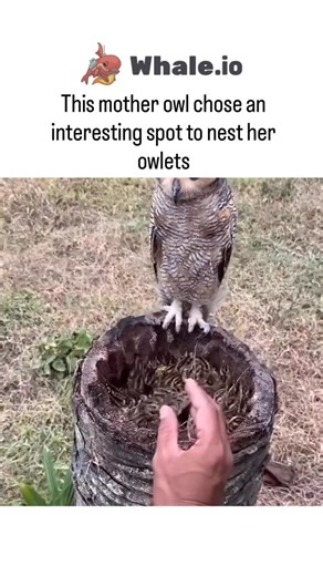 @zonofun on Instagram: "The video captures a burrowing owl perched on a rusted metal pipe serving as an improvised ground nest, a plausible choice for this species that favors burrows in open grasslands and tolerates human proximity without fleeing. - Viewer corrections in replies reveal the “owlets” are actually quail chicks, which burrowing owls hunt as prey—potentially turning the tender scene into a predator-prey standoff if the hand hadn’t intervened. - The clip bears an “Adi Explore” water