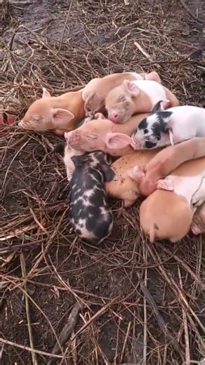Funny & Playful pigs😅. ​#Piglets #CuteAnimals #FunnyAnimals #BabyAnimals #fypシ゚viral