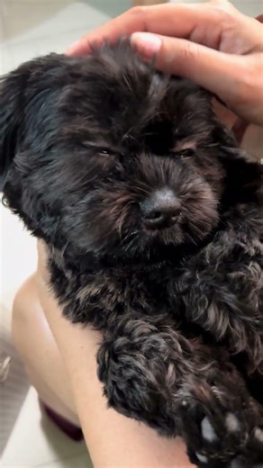 our princess MIKA ❤️🐶🫶🏻 #fypシ #shihtzu #furbaby #happy