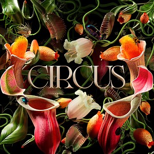 Circus Brand Video & Imagery Assets. - T A V O .